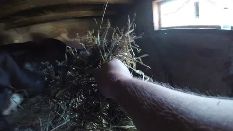 Point of view hand of a man feeding cow with hay straws in the stable Stock Footage 81545925