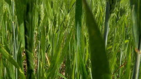 Point Of View, Handheld, 20 Seconds Or Greater, Close-Up, Non Urban Scene, Rural 스톡 동영상 94049046