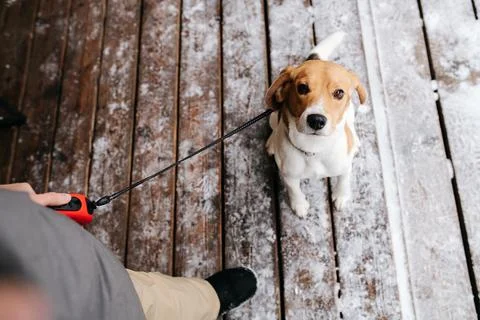 Point of view image of a beagle dog on a leash looking up at her master Stock Photos