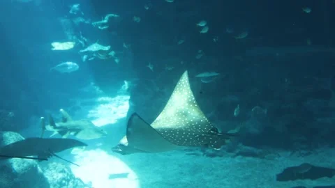 Point of view image of Unidentified tourists are enjoying the fish in SEA Aquari Stock Footage 304263858