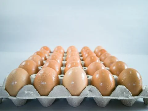 Point of view. Light brown eggs in egg full panel, with water droplets Stock Photos