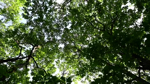 Point of view looking up at tree canopy hiking along Blue Ridge Parkway, NC Stock-Footage 249087979