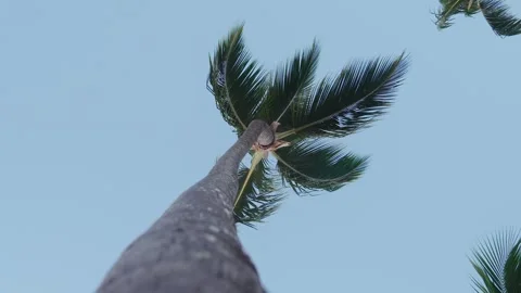 Point of view looking up at a tropical palm tree with green branches, coconuts, Stock Footage 300416663