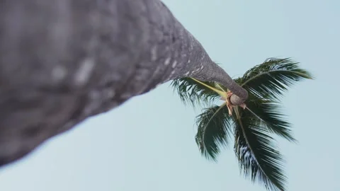 Point of view looking up at a tropical palm tree with green branches, coconuts, Stock-Footage 300417876