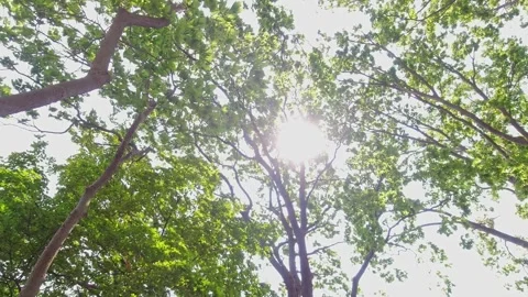 Point of view looking up at  tunnel of green summer trees with sunlight and Stock Footage 252468332