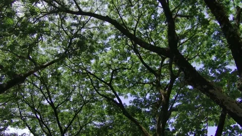 Point of View Looking Up Under Big Tropical Rain Trees Stock Footage 209214435