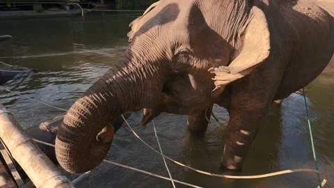 POINT OF VIEW OF A MAN FEEDING AN ELEPHANT Stock Footage 169160962