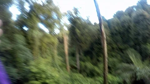 Point of view man flying through forest on zip line in New Zealand Stock Footage 90731777