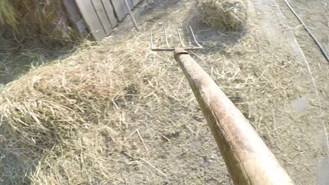 Point of view of man with hay fork shoveling hay in a barn at the country sid Stock Footage 81545701