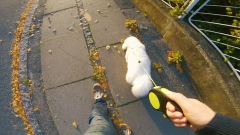 Point of view of man holding a leash to control his dog Stock Footage 98100422
