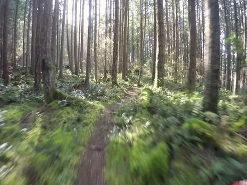 Point Of View Of Man Mountain Biking On A Sunny Day Through Rain forest 스톡 동영상 78076553