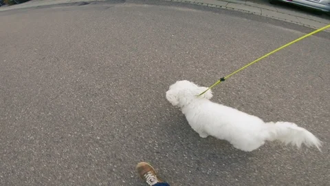 Point of view of man running with his dog outside Stock Footage 98100800