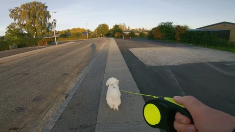 Point of view of man taking his his dog for a walk Stock Footage 98094044