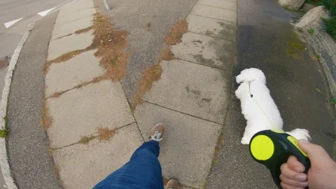 Point of view of man walking his dog on sidewalk Stock Footage 98089277