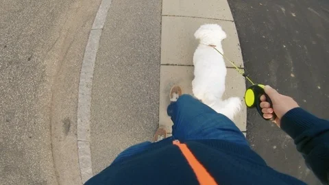 Point of view of man walking with his dog on sidewalk Stock Footage 98093039
