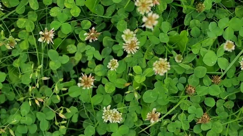 Point of view of man walking in white sneakers is on the clover field Видео 70507631
