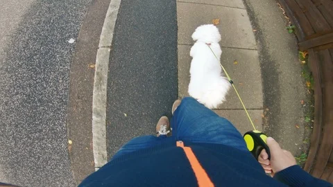 Point of view of man who walks with his dog on sidewalk Stock Footage 98092364