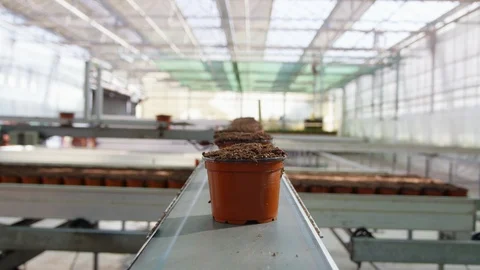 Point Of View, Medium Shot, Less Than 10 Seconds, Indoors, Day, Flower Pot, Stock Footage 95861654