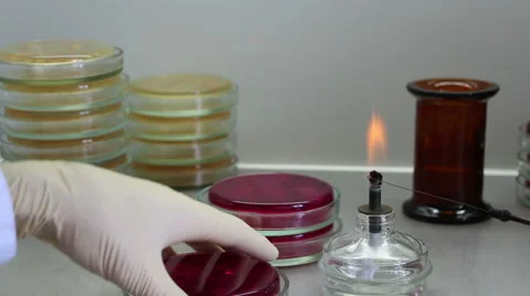 Point of view of microbiologist working close up Stock-Footage 58738801