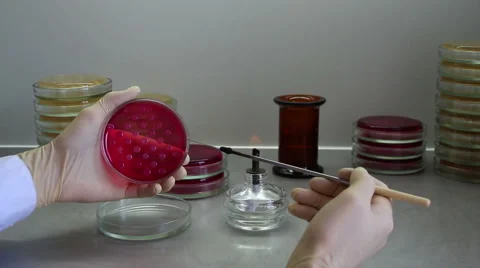 Point of view of microbiologist working with cultures Stock Footage 58739054