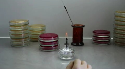 Point of view of microbiologist working with petri plates Stock-Footage 58739564