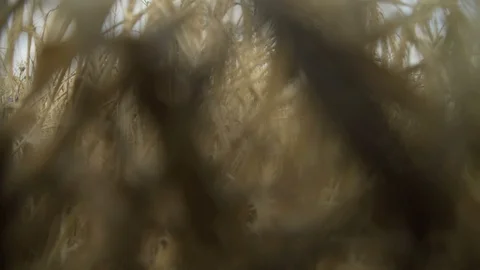 Point of view of moving across Wheat field. Golden ears of wheat on the field Stock Footage 106451194