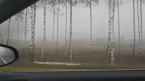 Point of view from a moving car showing a misty birch forest. Gloomy Stock Footage 345680095