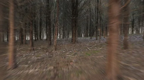 Point of View Moving Fast through a Cedar Thicket Hyperlapse Stock Footage 61104304