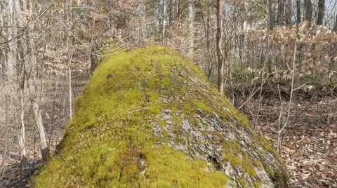 Point of View Moving up a Moss Log in the Forest Video stock 61143470