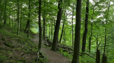 Point of View Moving Through Forest to Mountain Overlook Vídeo Stock 63178787