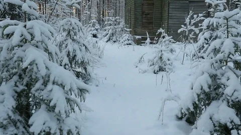 Point of view. Moving through snowy forest on sunset. Beautiful Winter Forest. Stock-Footage 82694619