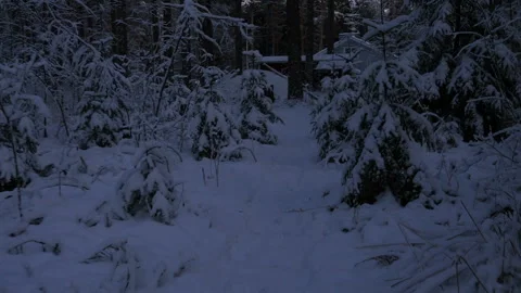 Point of view, moving through snowy wood at dusk, twilight. Snowy winter trees. Stock-Footage 102042271