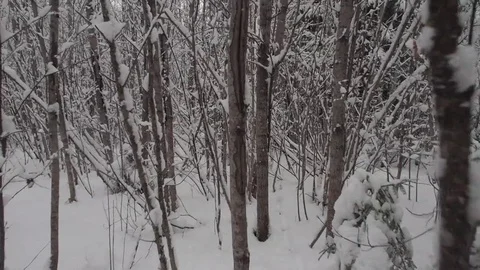 Point of view. Nature Landscape. Man Walking In the Winter Snowy Forest. Stockbeeldmateriaal 84655220