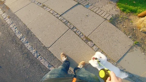 Point of view of owner looking at his cute dog on the sidewalk Stock Footage 98099147
