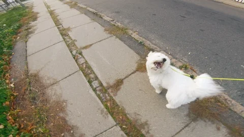 Point of view of owner running with his dog outside Video stock 98100070