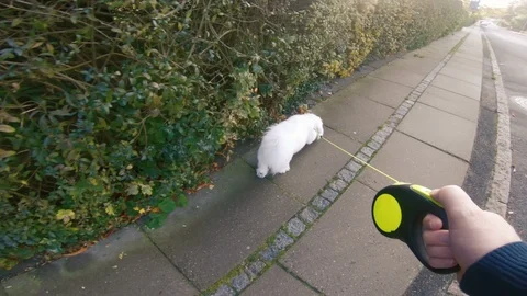 Point of view of owner walking his dog on sidewalk Stock Footage 98085583