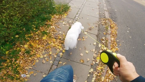 Point of view of owner walking his dog on sidewalk Stock Footage 98088162