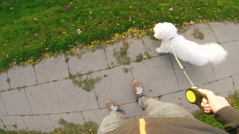 Point of view of pet owner taking his his dog for a walk Stock Footage 98098500