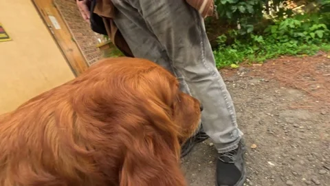 Point of view. Petting a big brown friendly dog Irish setter Stock-Footage 239217579