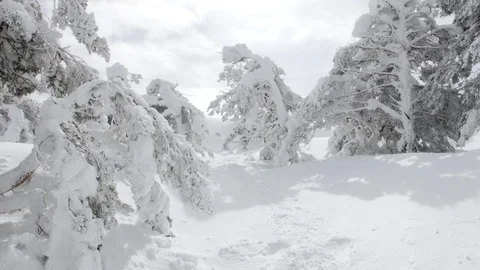 Point of view point of view the wind raises snow dust between frozen trees Stock Footage 86772548