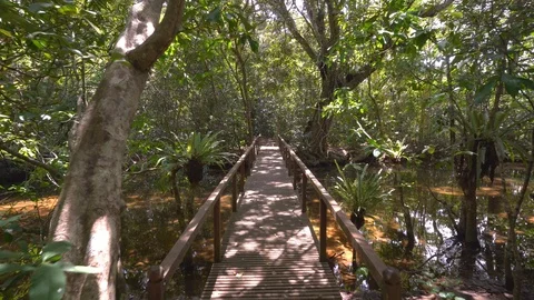 Point of view POV shots walking over bridge in pristine jungle forest Stock-Footage 101653914