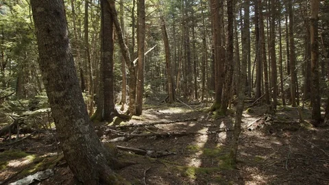 Point of View, POV, walking through forest with steadicam, 4k, slow motion Video stock 111937022