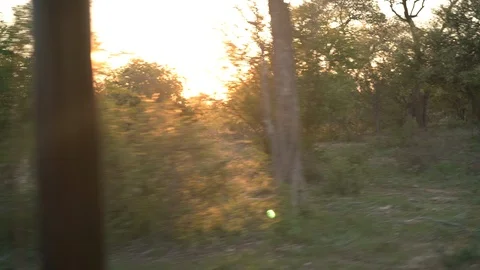 Point of view On safari looking at sunset beaming through African bush. Stock Footage 104590135