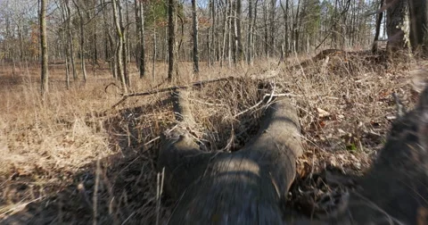 Point of View Scurry Down a Log in the Meadow Video stock 61014709