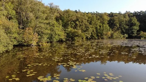 Point of view of shining lake surrounded by green lush forest trees Stock Footage 120190454