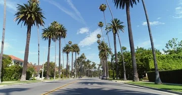 Point of view shot of Beverly Hills, Los Angeles. Driving under palm trees Vidéo 85859899