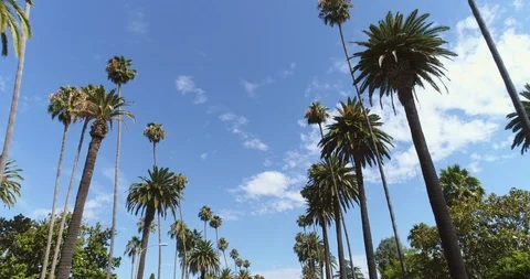 Point of view shot of Beverly Hills, Los Angeles. Driving under palm trees Vidéo 85863985