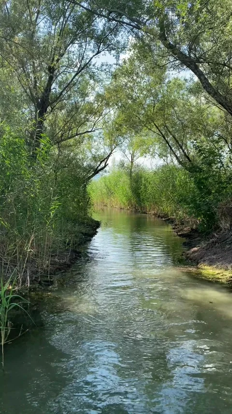 Point-of-view shot of a boat navigating a narrow, reed-lined canal Vídeos de archivo 343790322