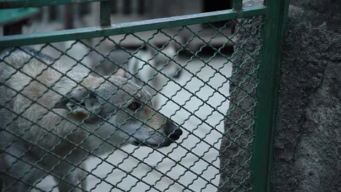 Point of view shot of dogs behind a gate Stock Footage