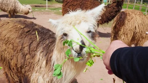 Point of View Shot of Feeding an Alpaca in Peru. Stock Footage 277465942